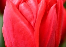 Tulipa Largo ® (4)